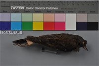 藏品(岩鷚)的圖片